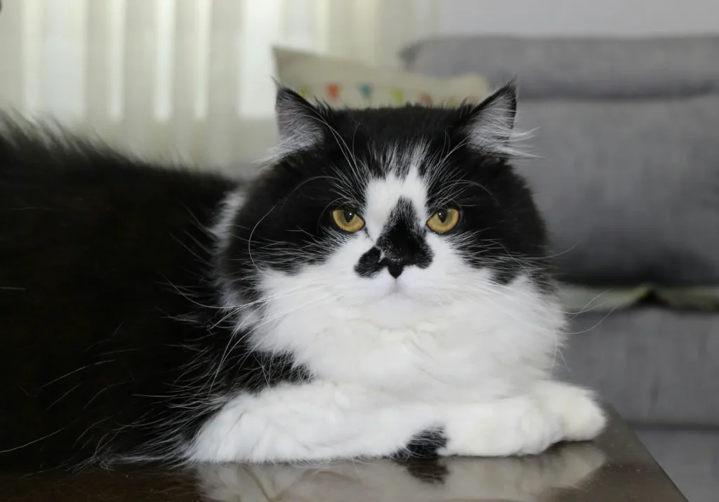cat