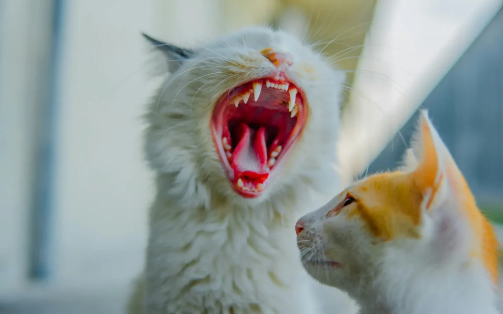 cat toothpaste