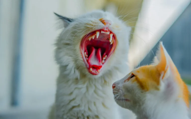 cat toothpaste