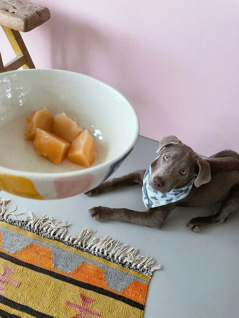Homemade frozen treats for dogs with safe ingredients