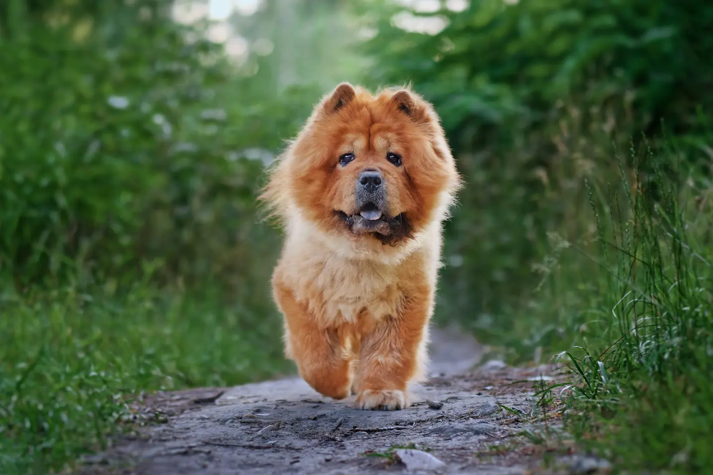 pop culture dog dress-up clothes