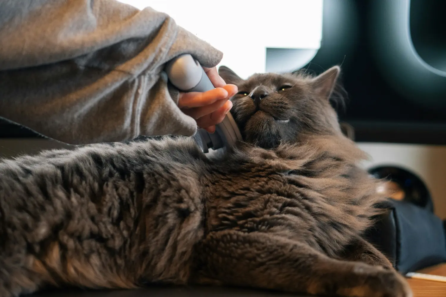 cat grooming tips brushing