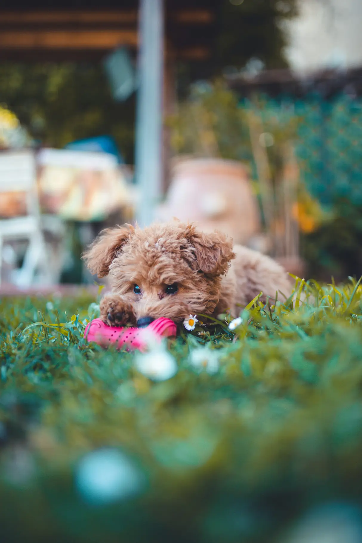 Best enrichment toys for puppies