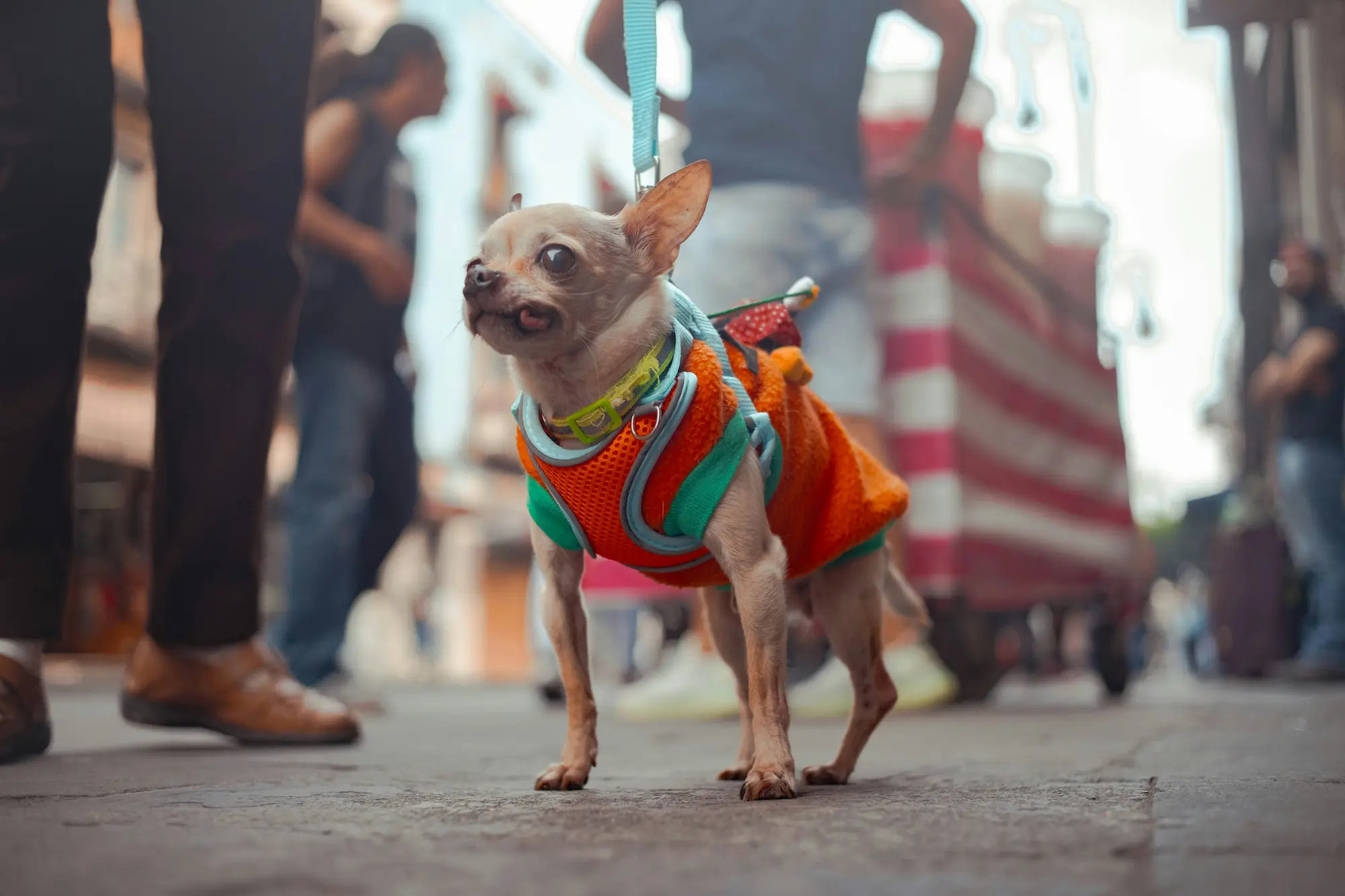 dog costume for small breeds
