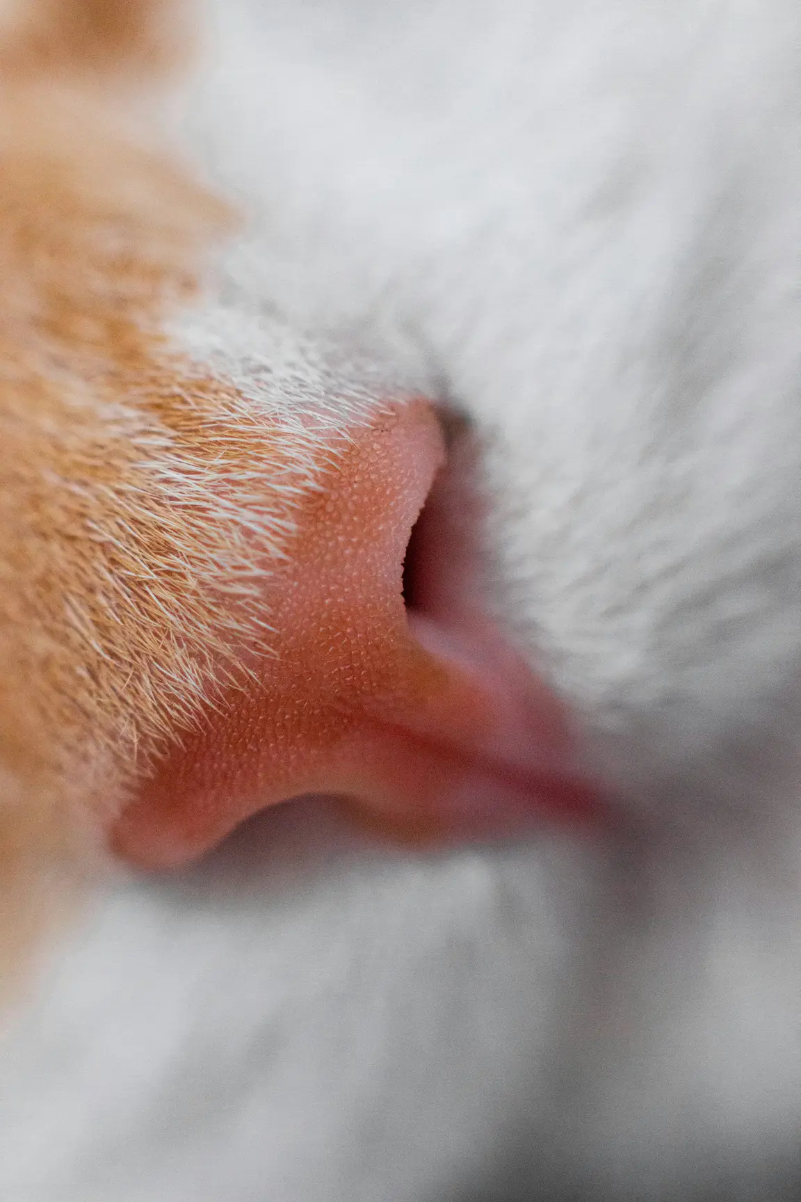 Remove skunk smell from cat safely