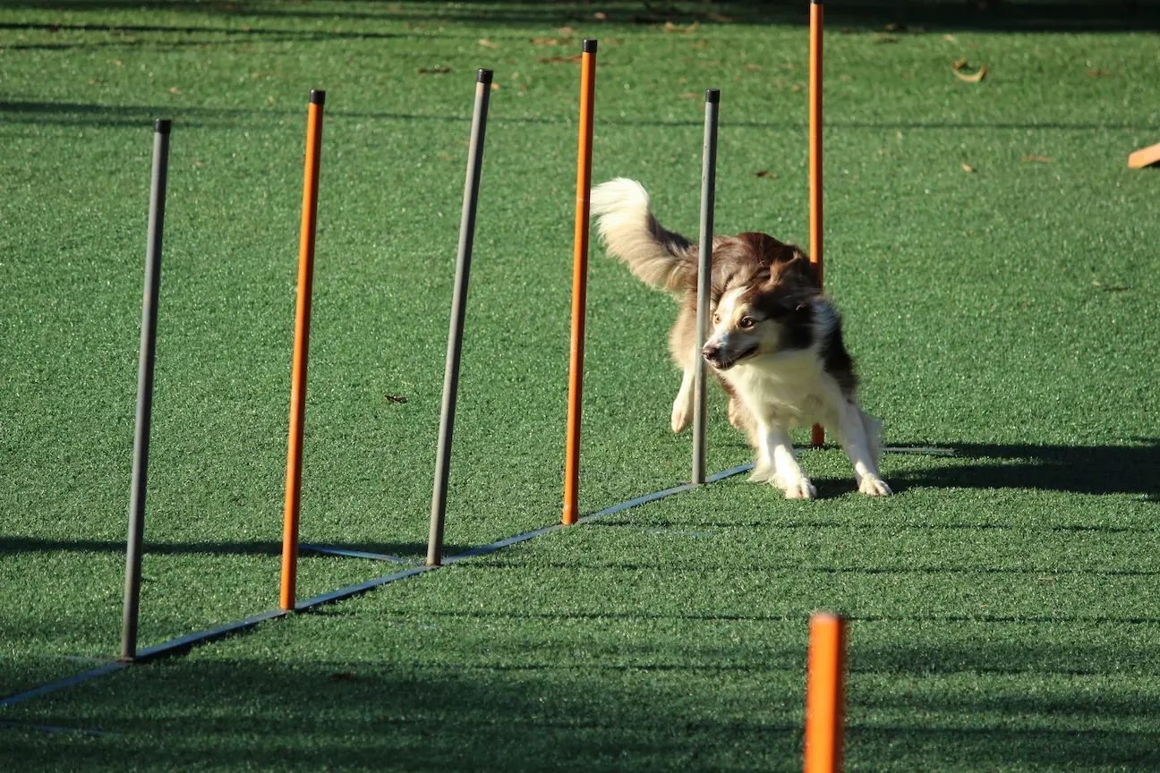 Portable GPS dog fences while traveling