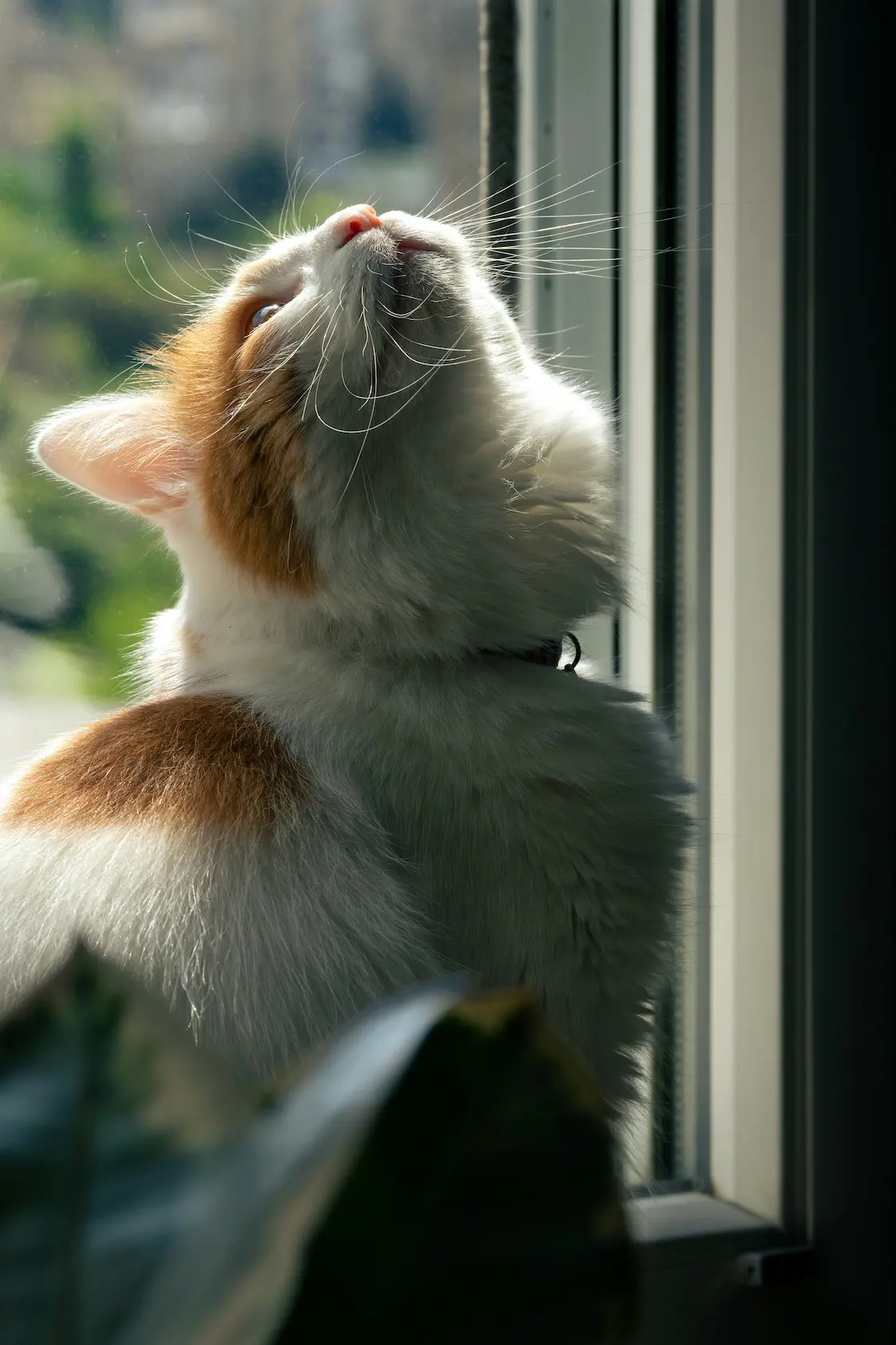 Fire safety for pets with alert sticker