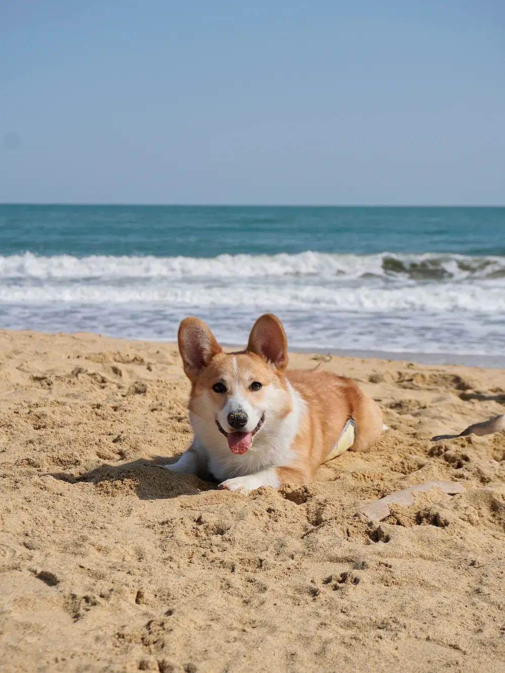 Pet-friendly travel with pet on beach or trail