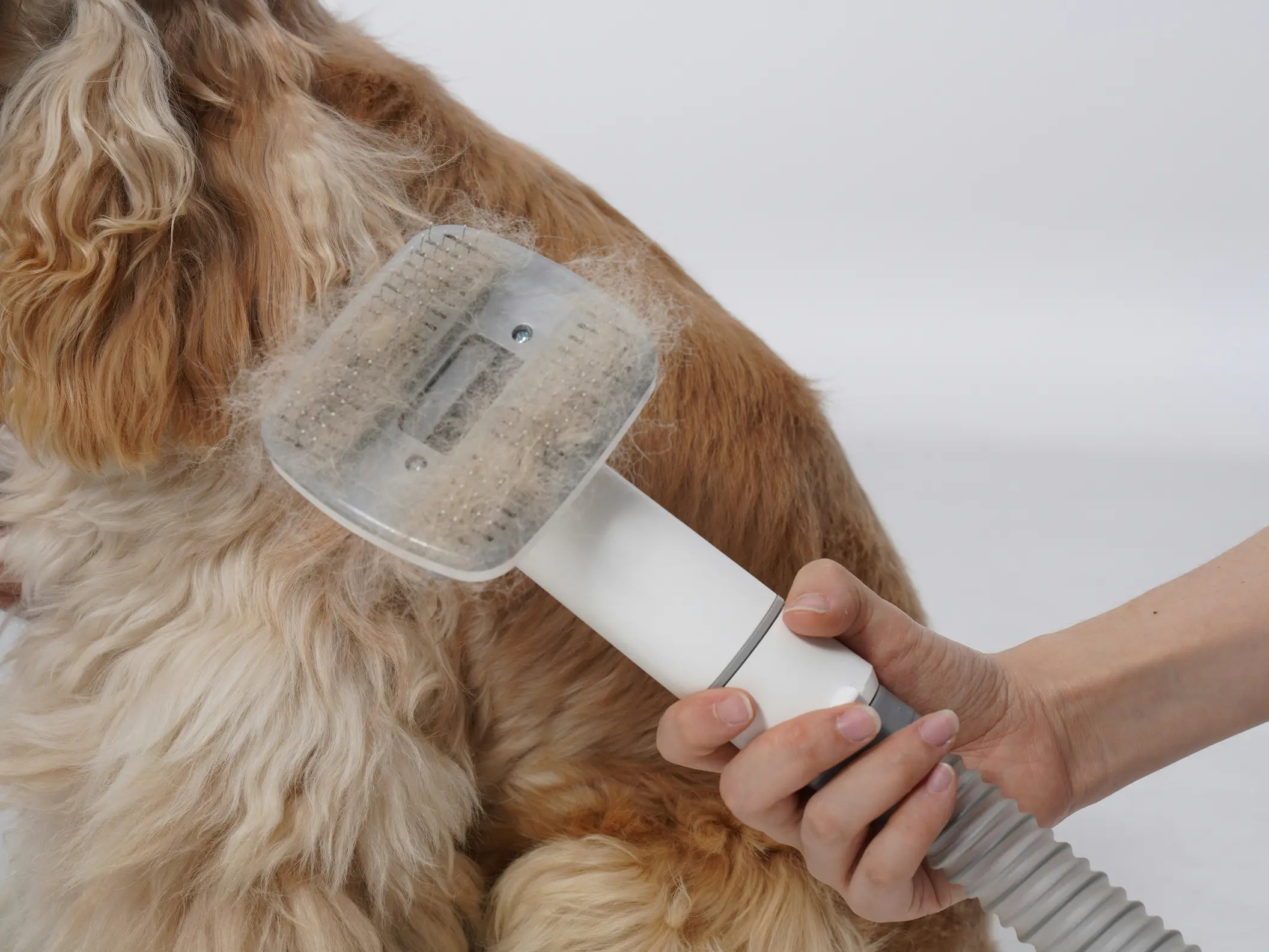 Coconut oil natural flea remedy for dogs