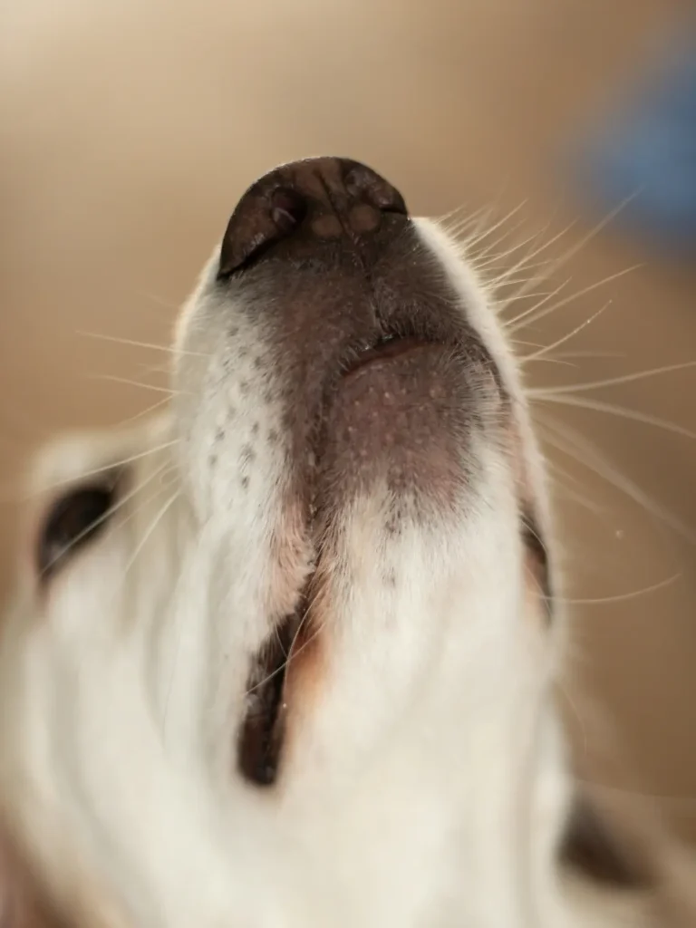 dog frozen treats