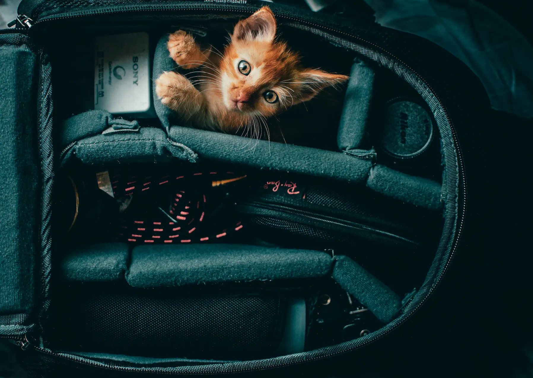 Pet-friendly travel with pet in car carrier