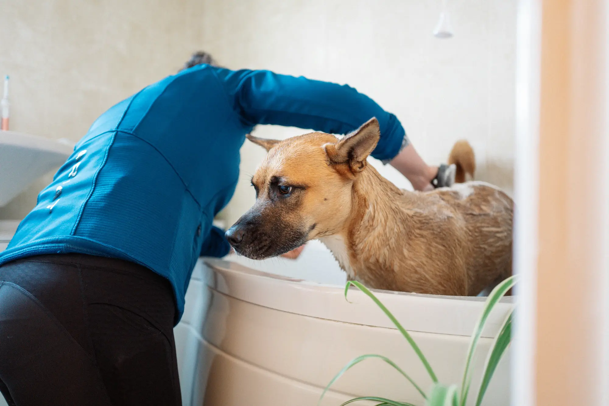 Comfort care for pets in hospice