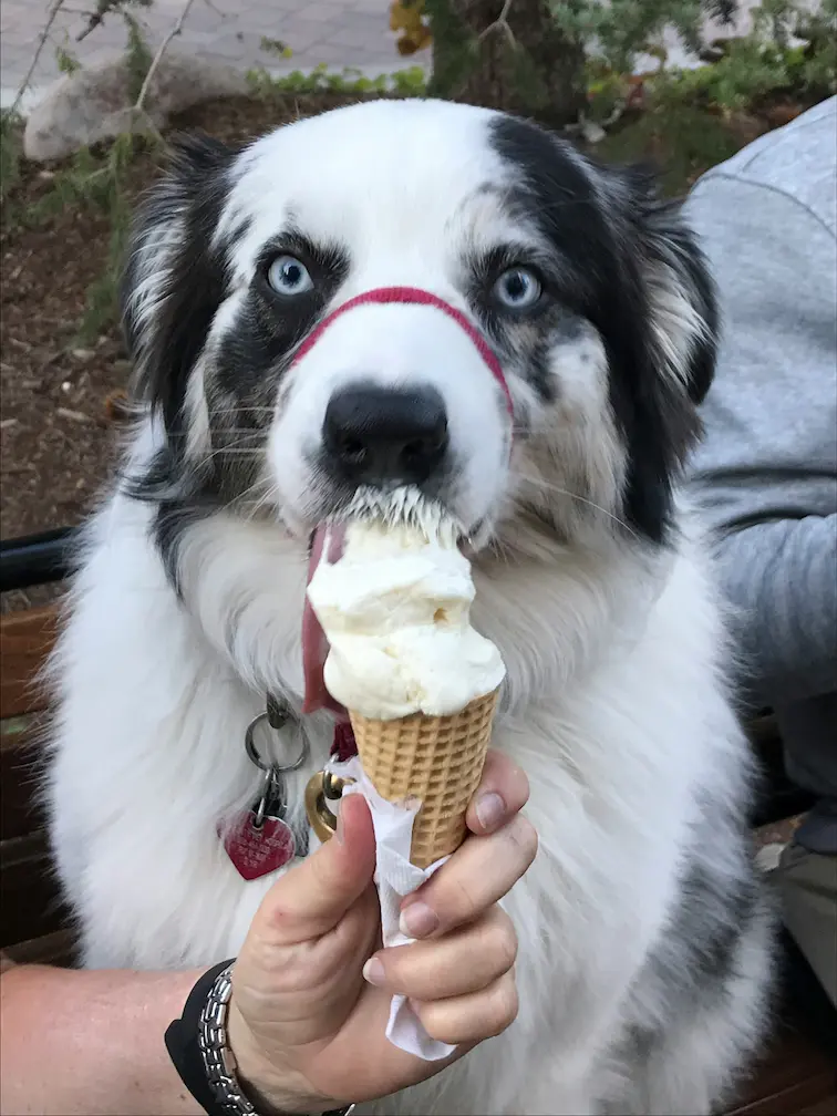Dog enjoying a frozen dog treat outdoors