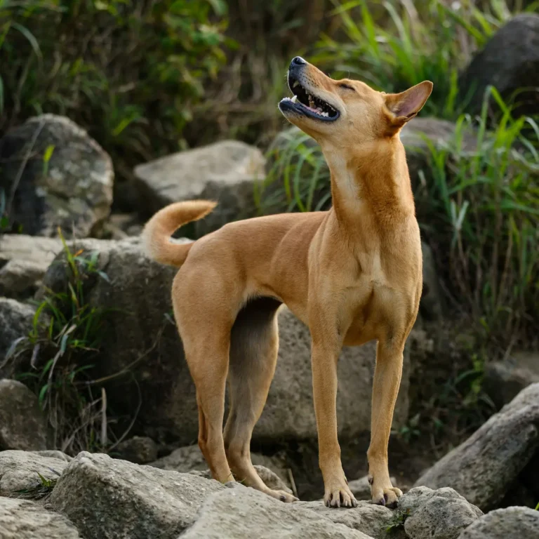 Dog Breeds With Blue Tongues: 4 Unique Breeds to Know (2025)