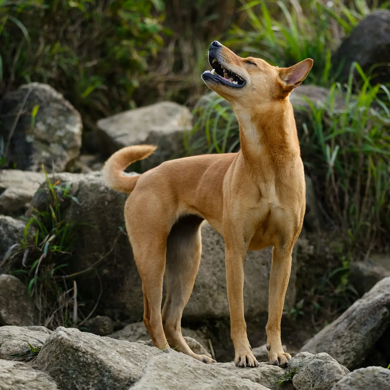 Thai Ridgeback with blue tongue
