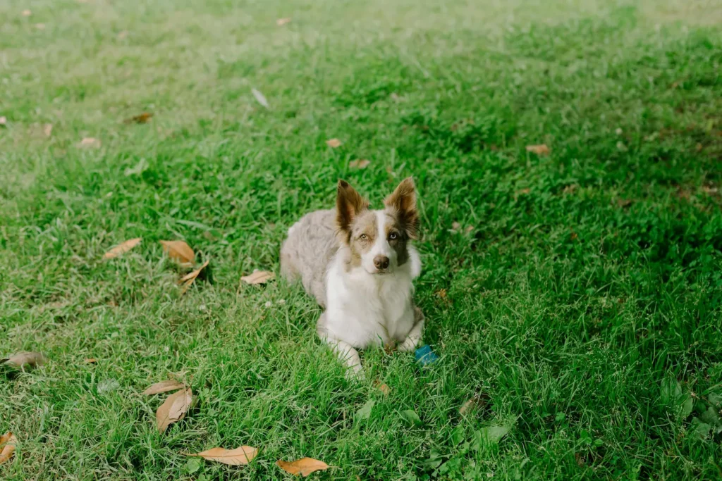pet