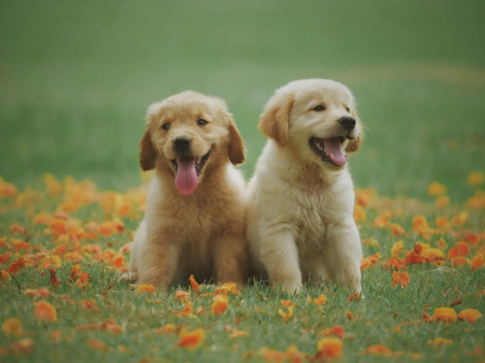 Dog Blog
