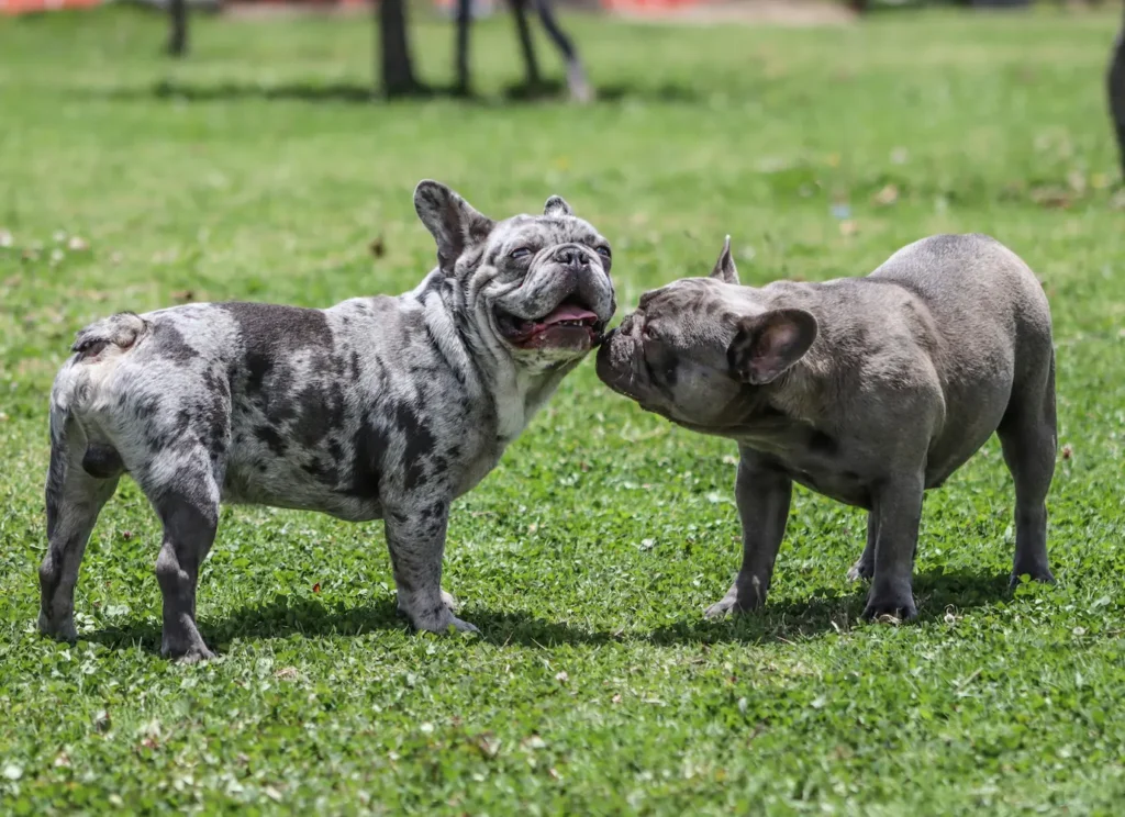 DOG EMOTIONAL SIGNALS