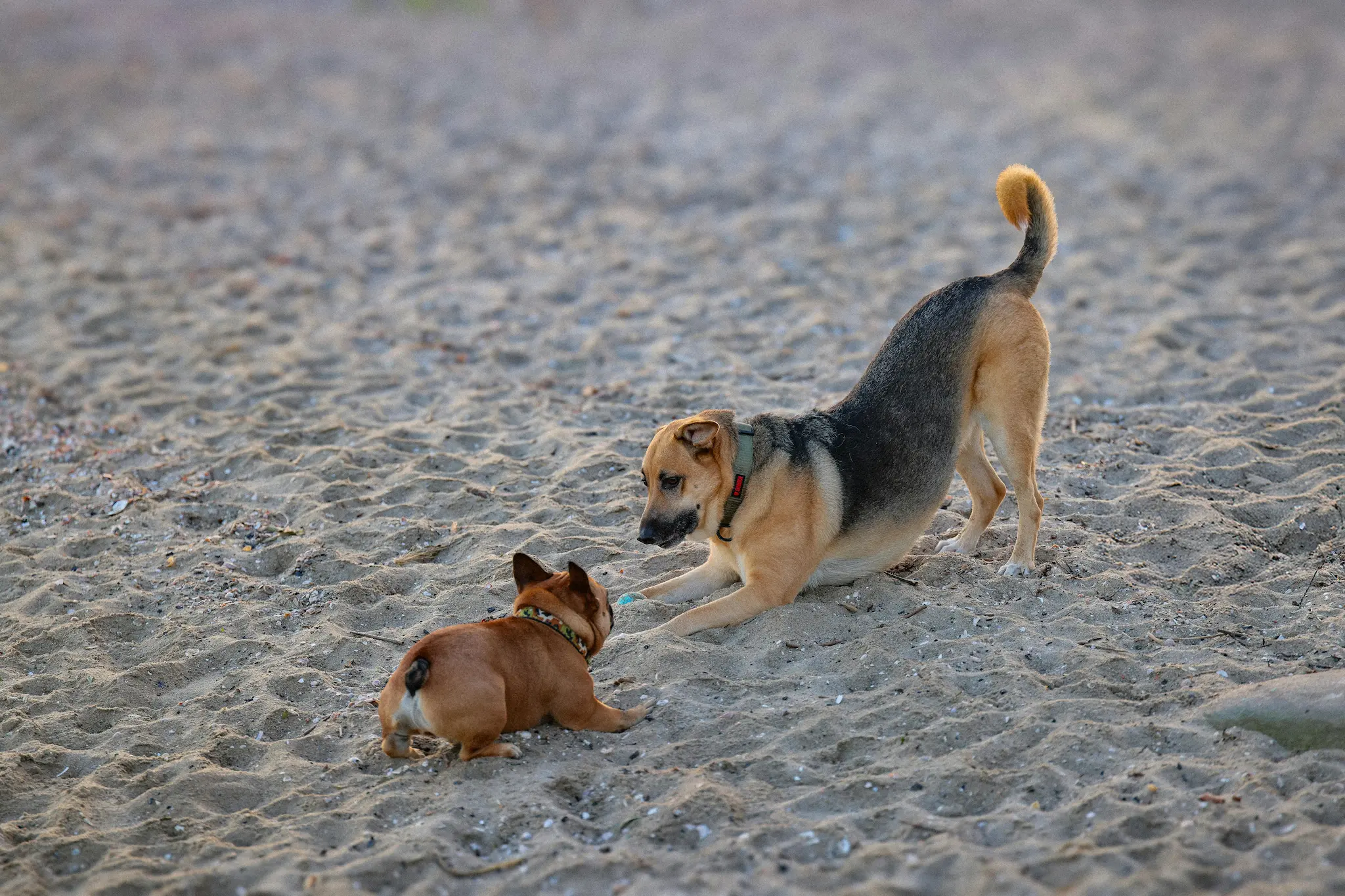 Canine body language during play