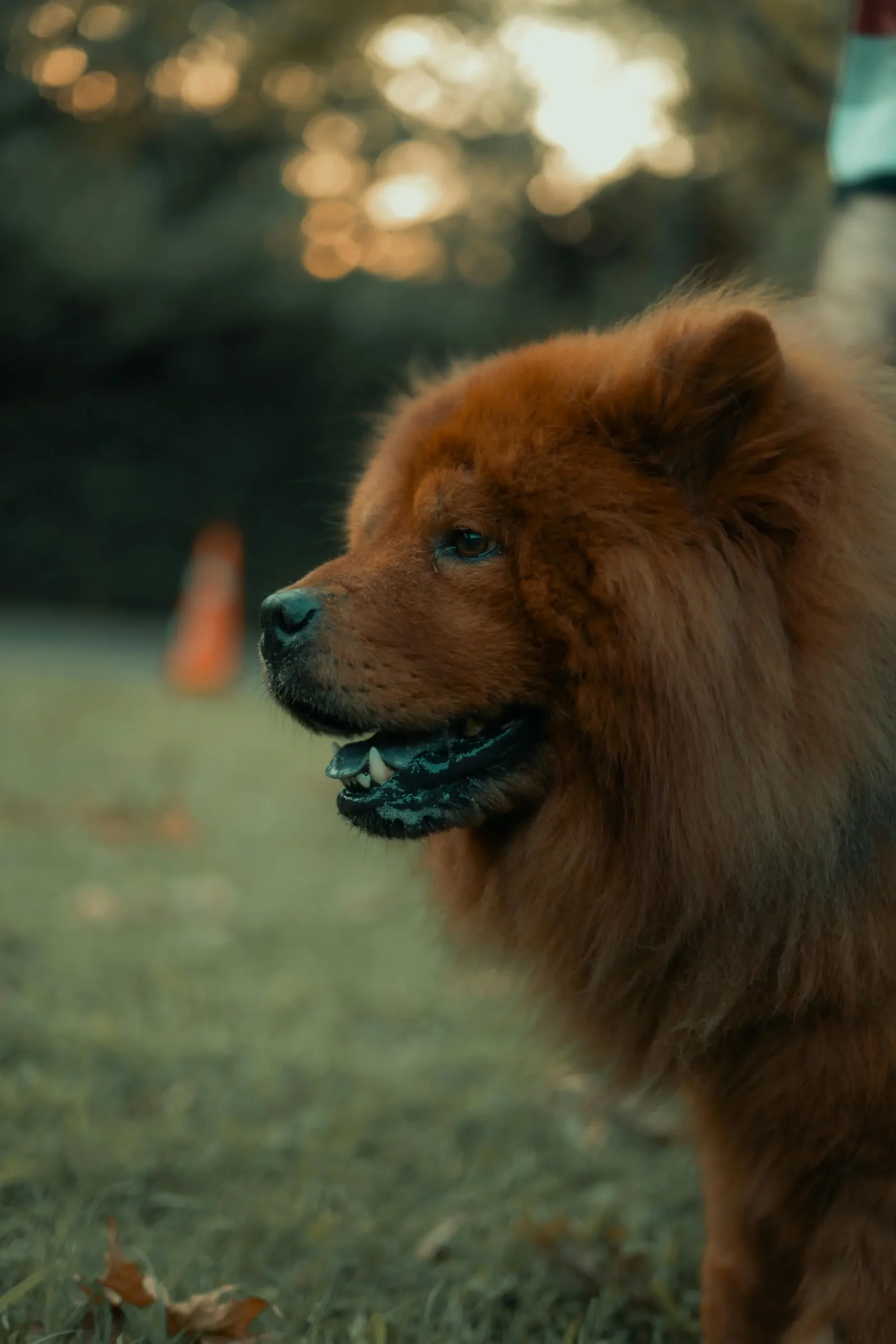 Chow Chow dog breeds with blue tongues