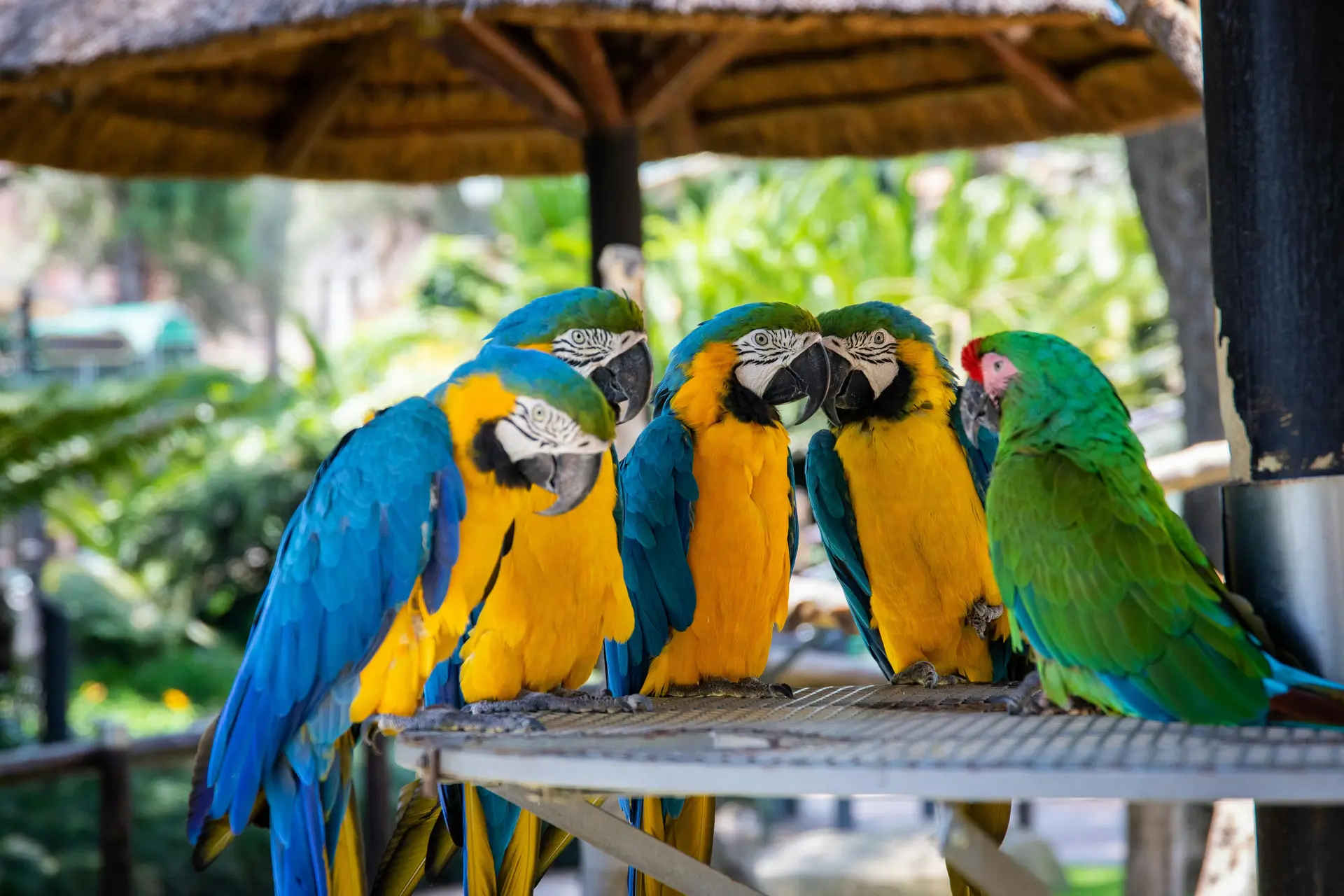 Birds