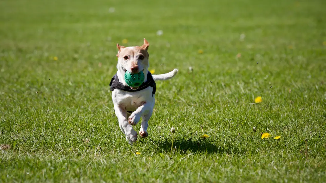 A happy dog running in a scenic park, showing how much exercise does your dog need daily