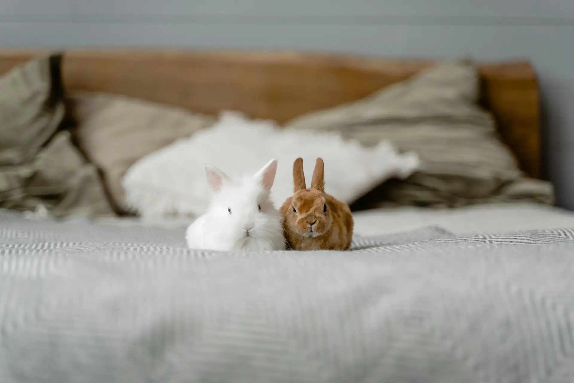 Small Pets