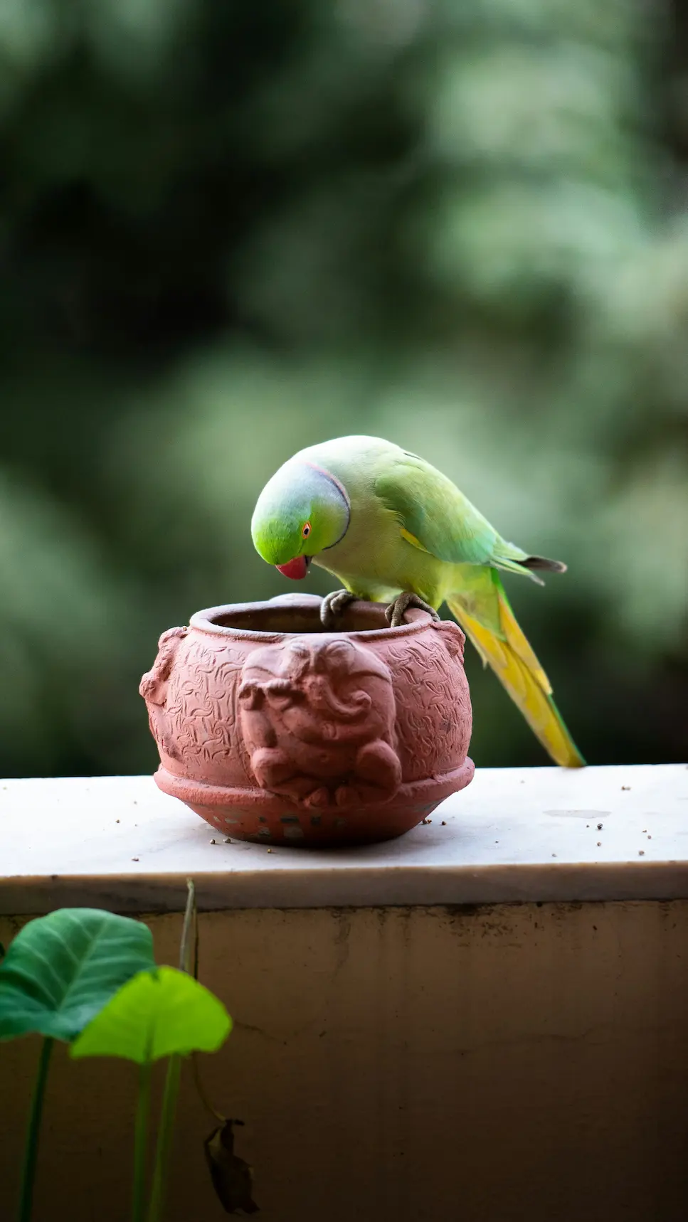Bird hydration after laying eggs
