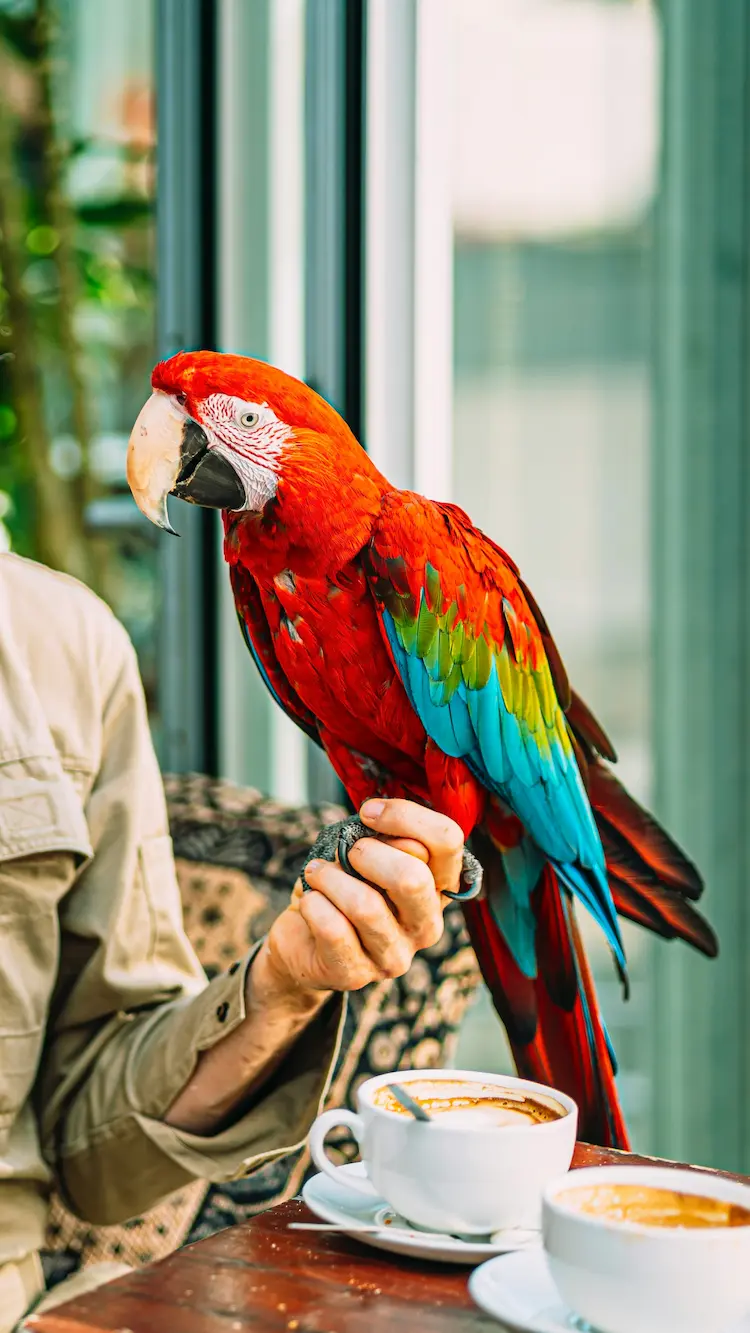 Pet bird care expenses with colorful parakeet on hand