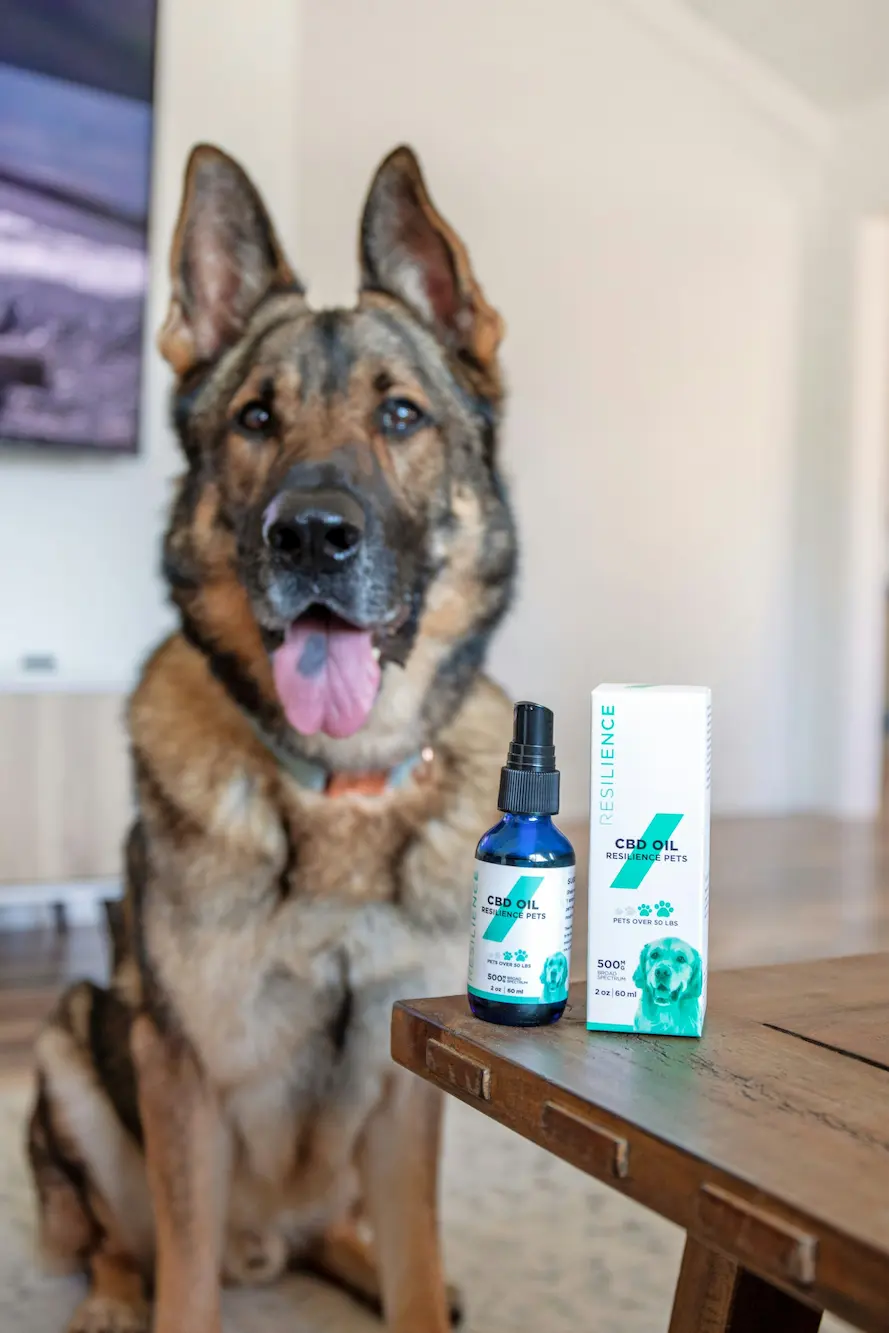 Essential oils flea remedy for dogs