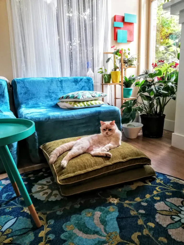 pet couches