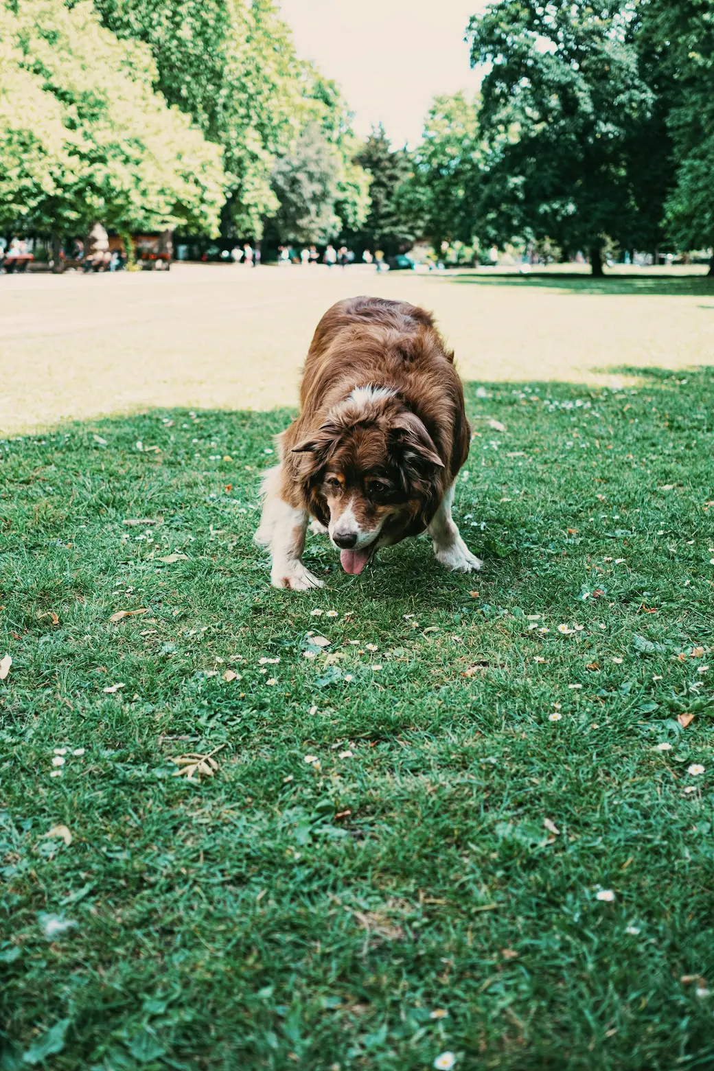Dog exercising in a scenic park