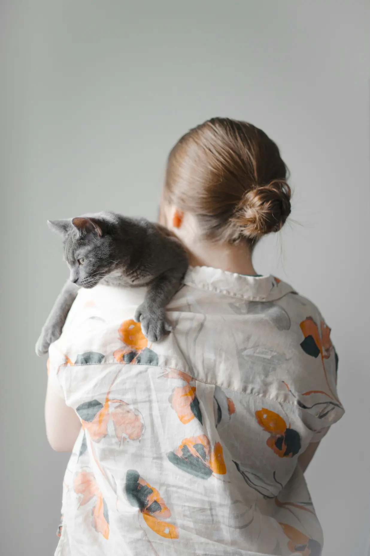British Shorthair cat with healthy coat