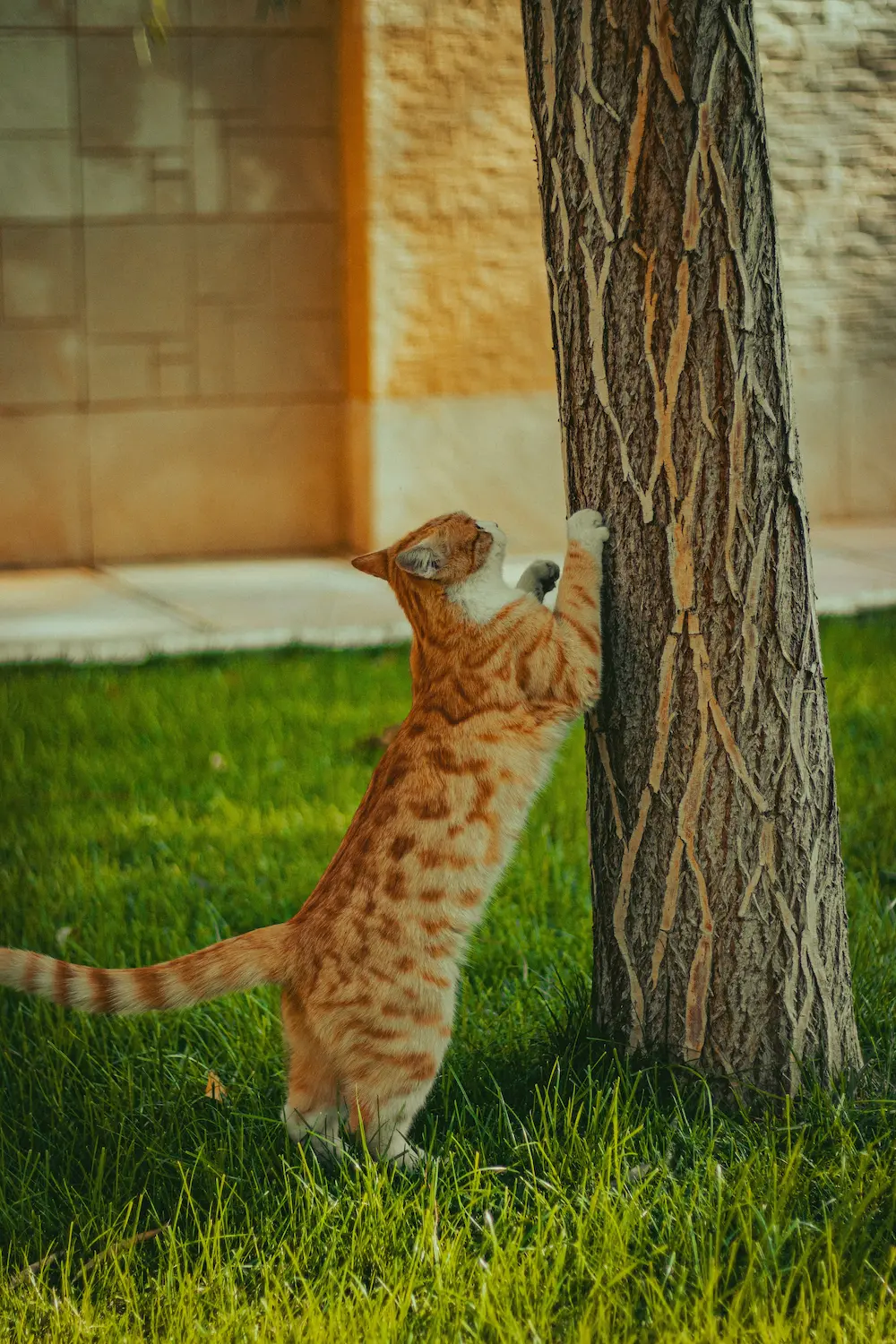 Savannah cat exotic domestic cat rare cat breeds