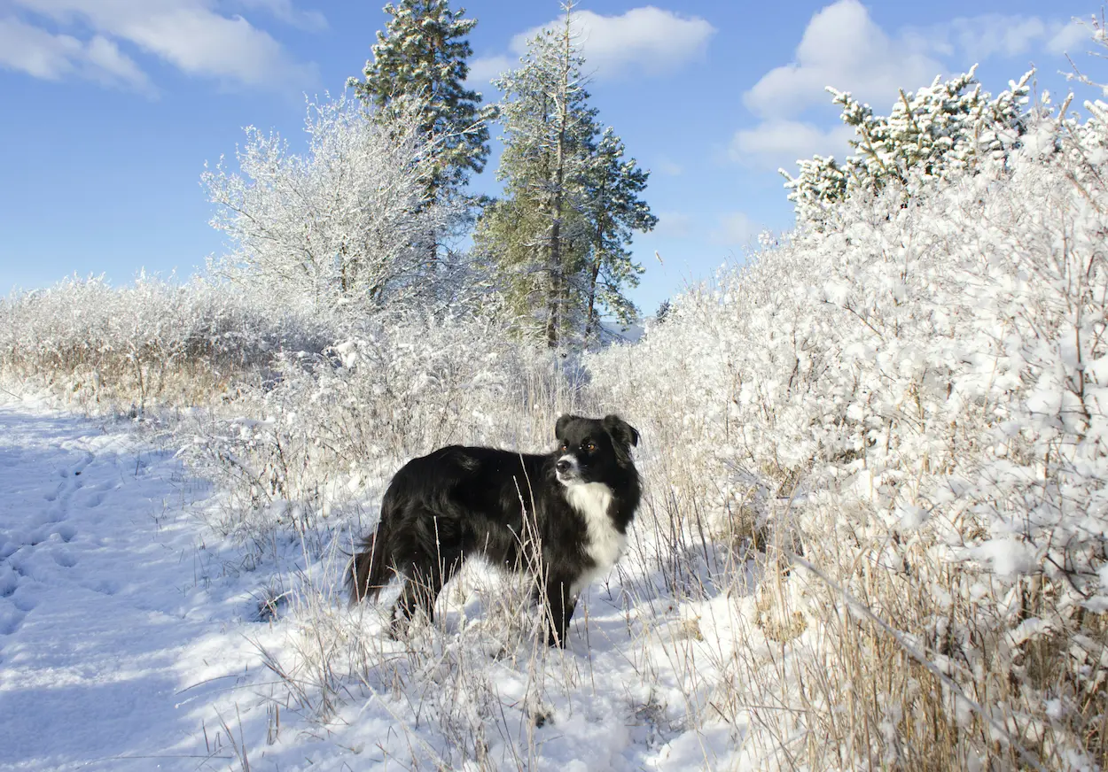 Belgian Sheepdog Groenendael - Belgian herding dog