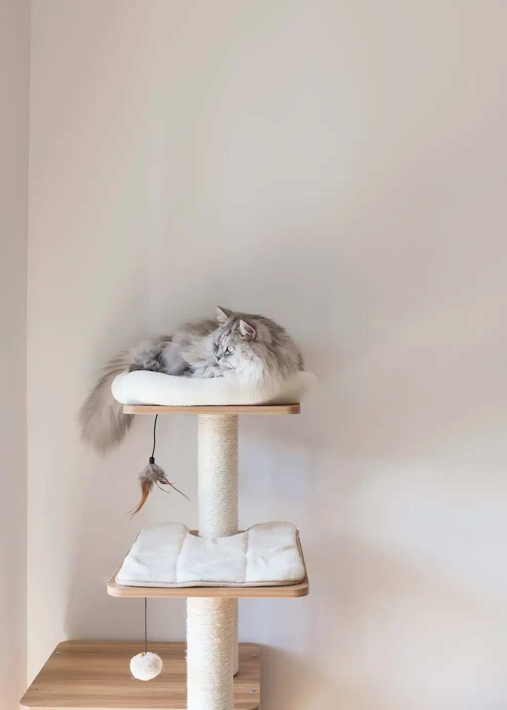 Modern cat furniture with sleek design