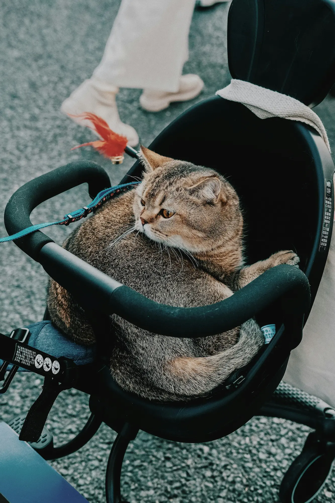 cutest cat carrier with soft lining