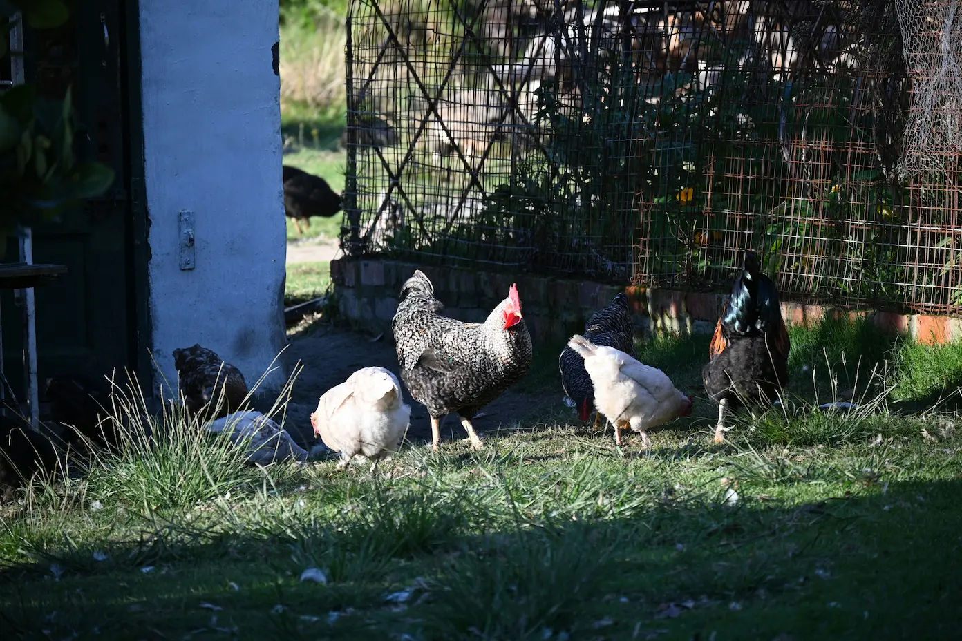 Types of fowl birds on a farm