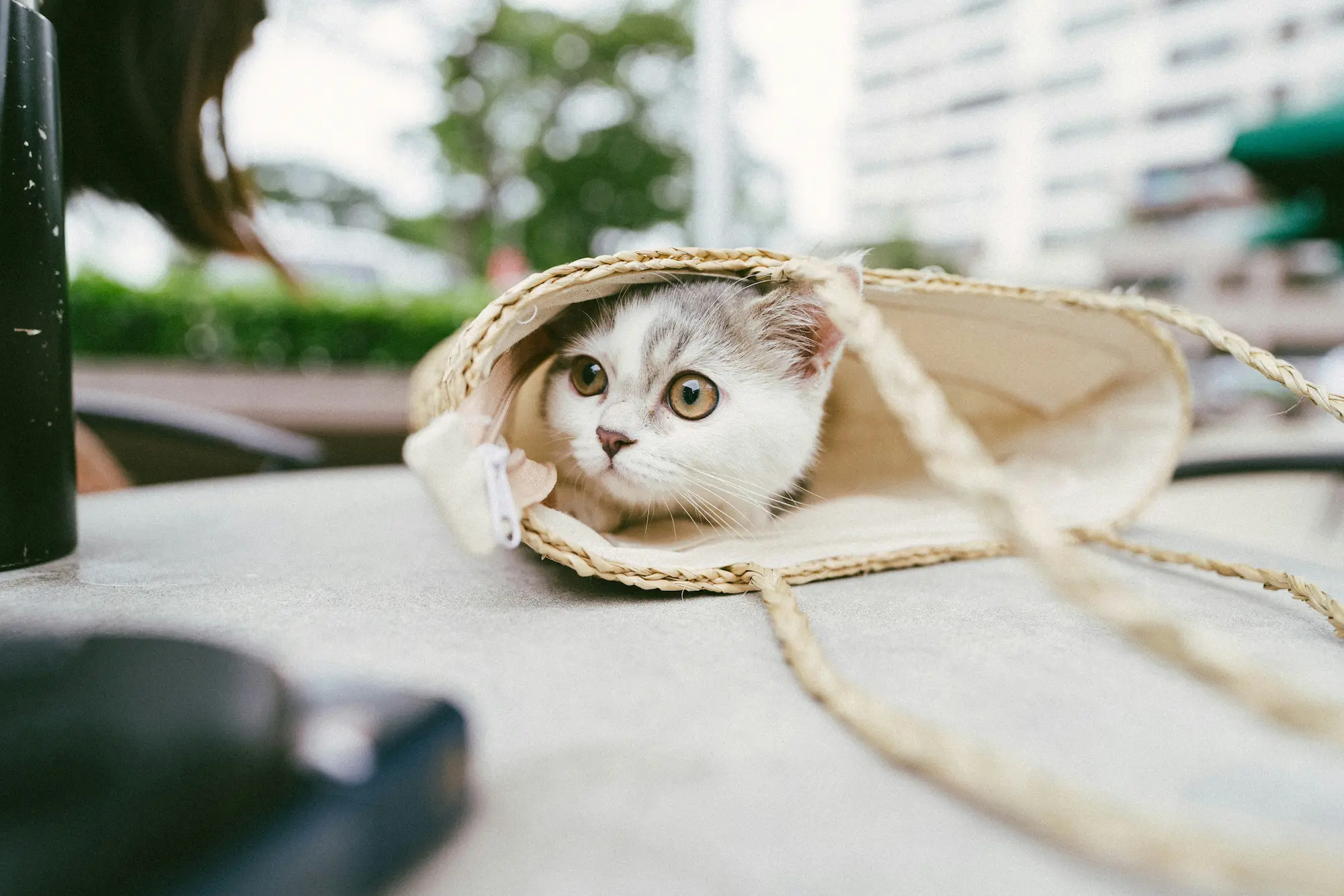 soft-sided cat carrier for stylish pet owners