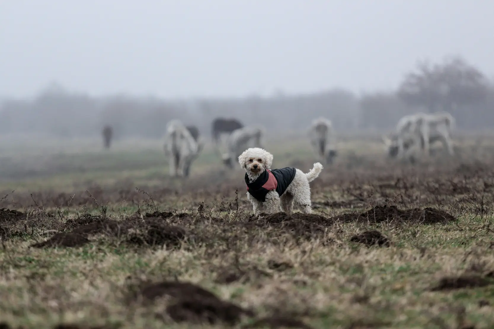 Bouvier des Flandres - strong Belgian dog breed