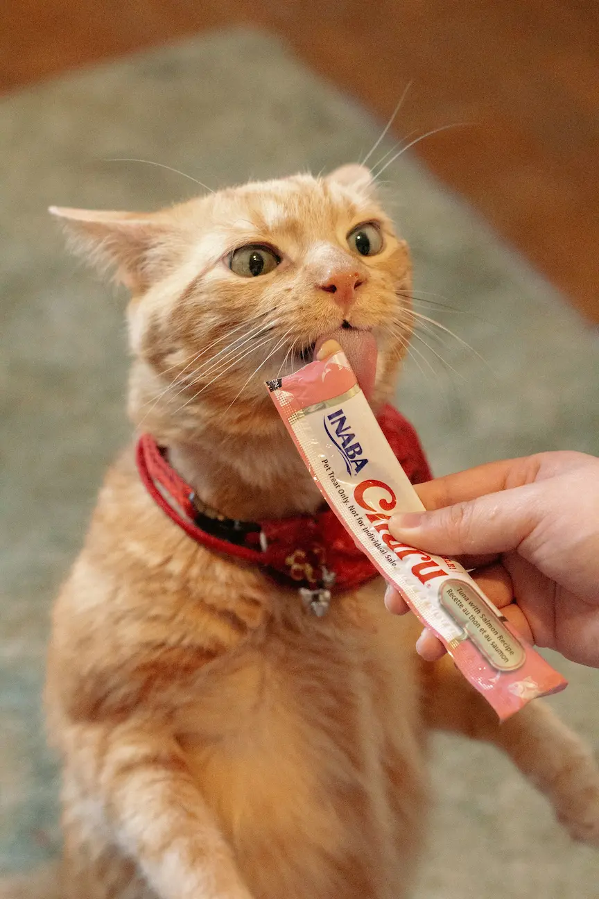 Safe toothpaste for kittens