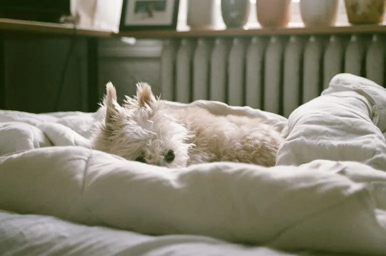 Adopt a Schnauzer and Make Your Loyal Friend 1 Happy Schnauzer relaxing at home