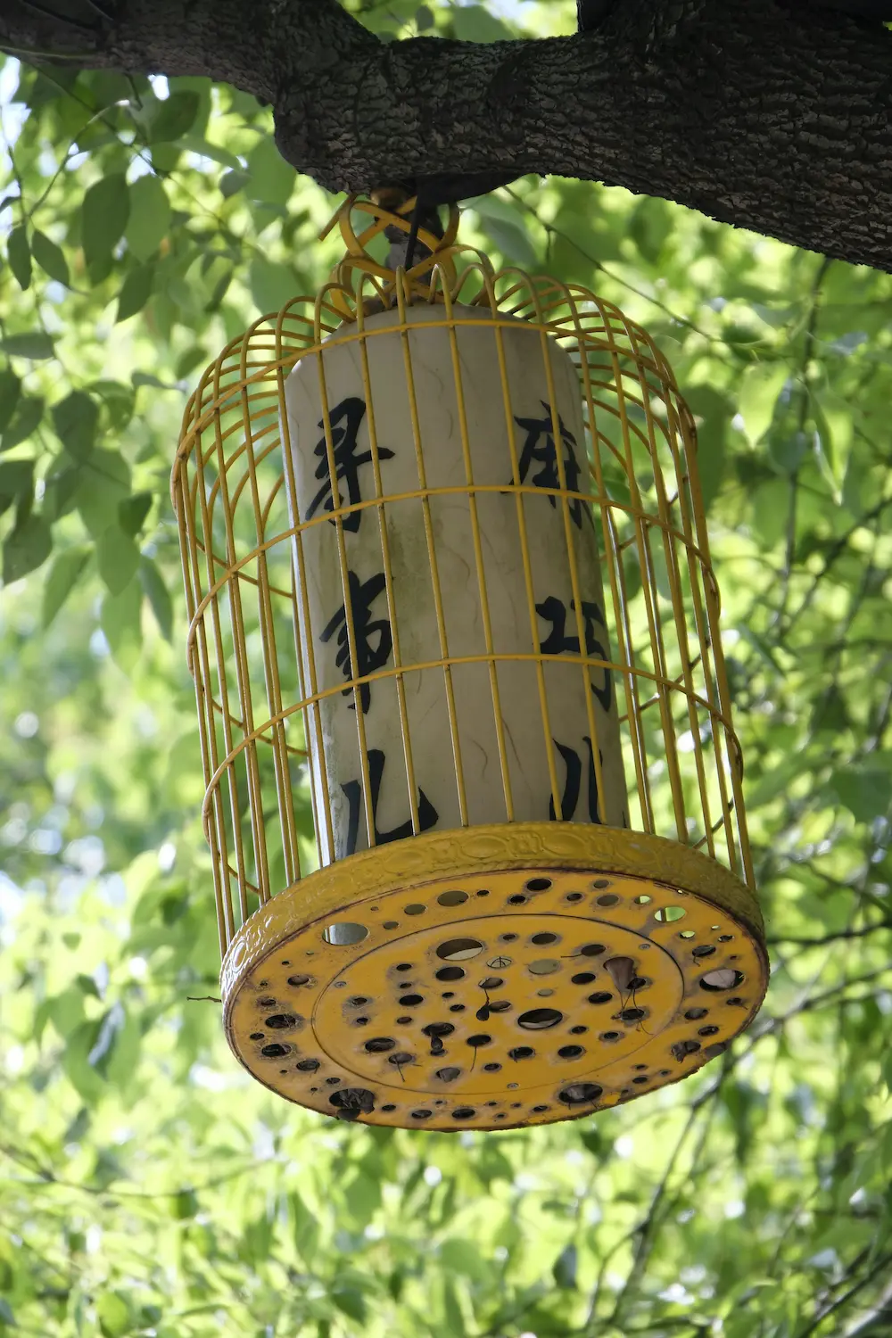Exotic bird maintenance cost - colorful parrot in home