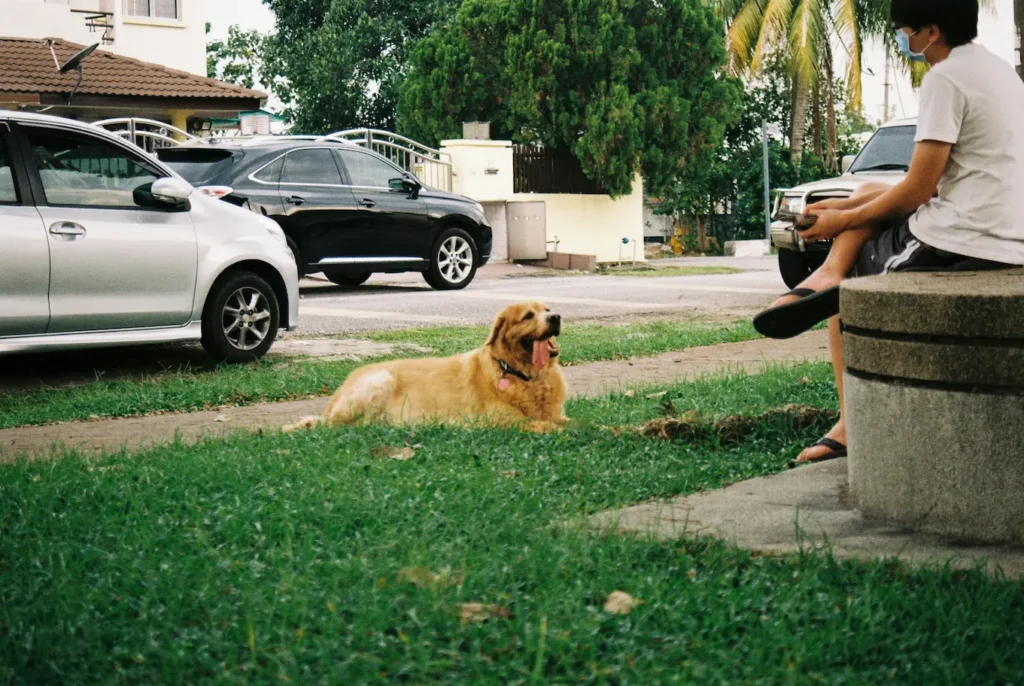 pet travel