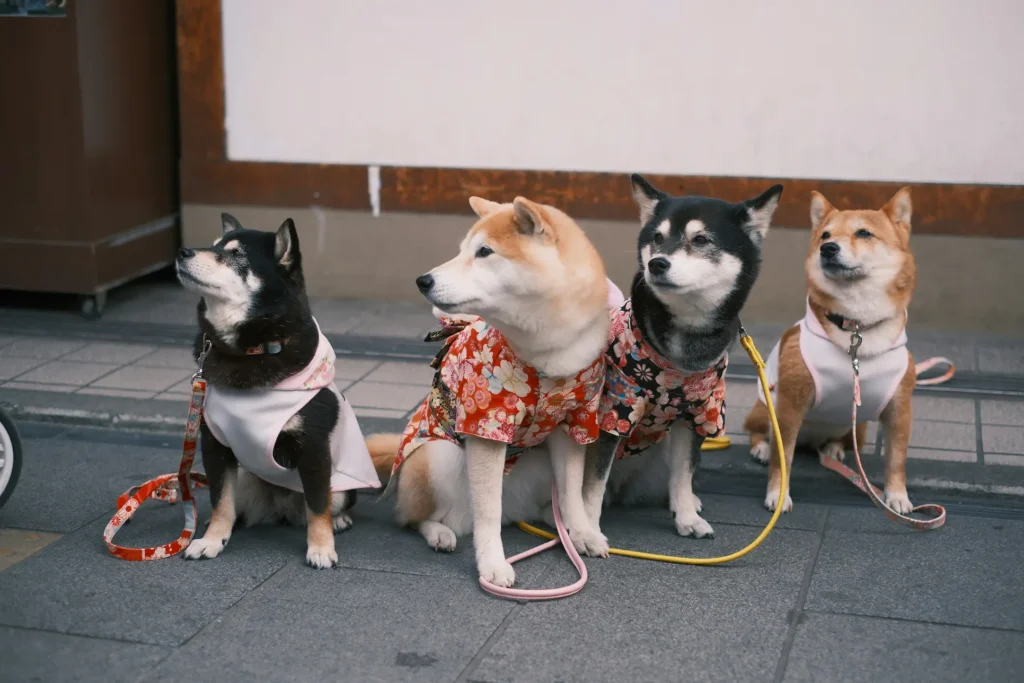 Gps for dogs
