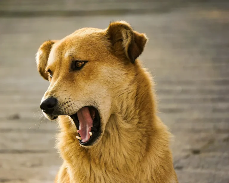 Natural remedies for pet anxiety