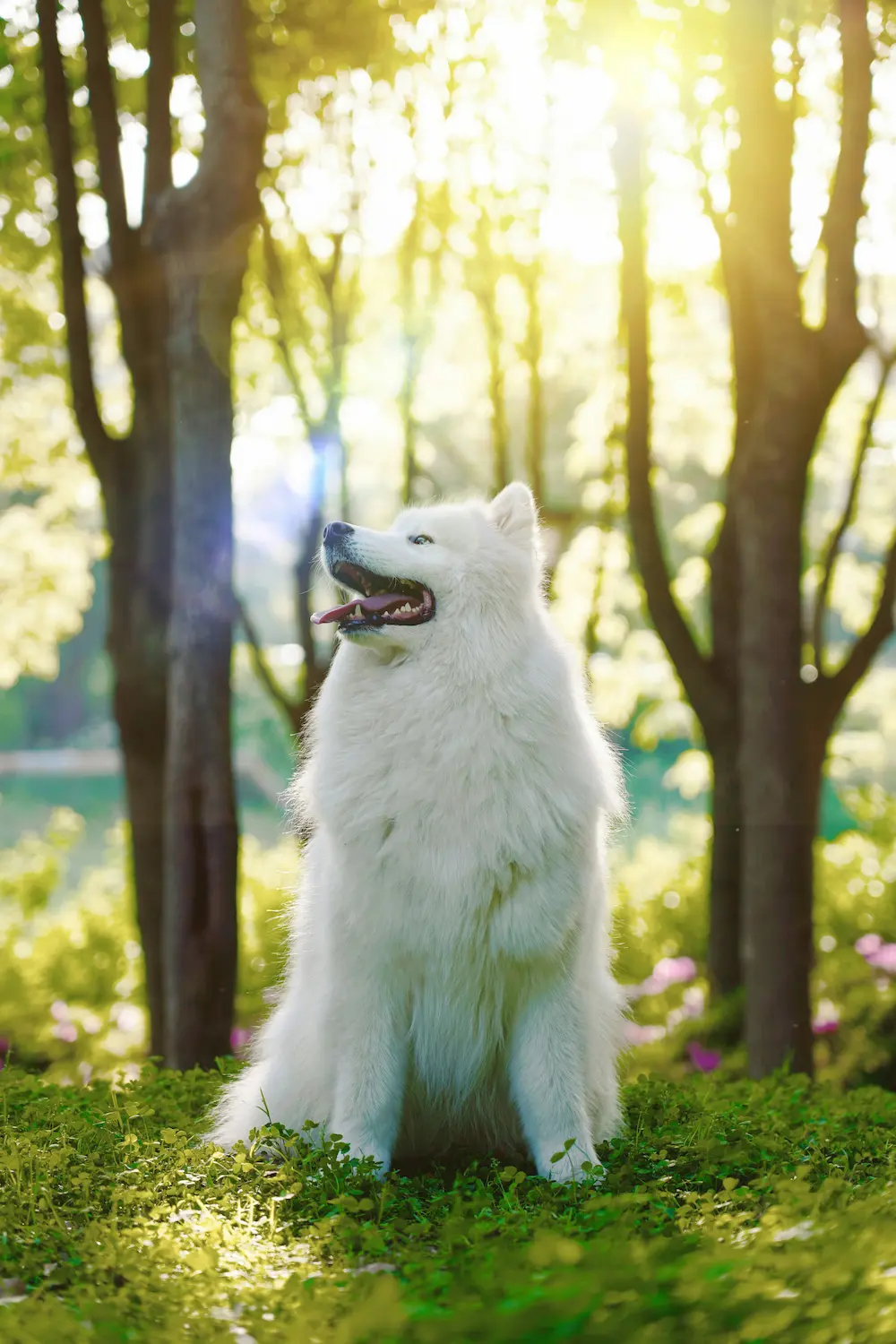 Fresh Air for Pets: Top 10 Outdoor Activities for 2025 1 Dog enjoying fresh air in a pet-friendly park