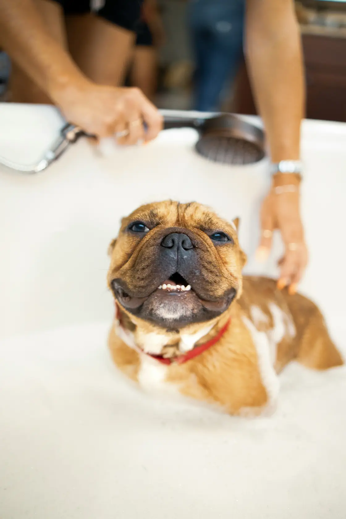 How to bathe your dog with gentle shampoo