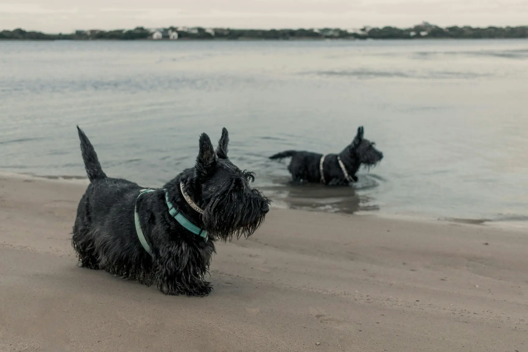 Fresh Air for Pets: Top 10 Outdoor Activities for 2025 2 Dogs playing in fresh air at a pet-friendly beach