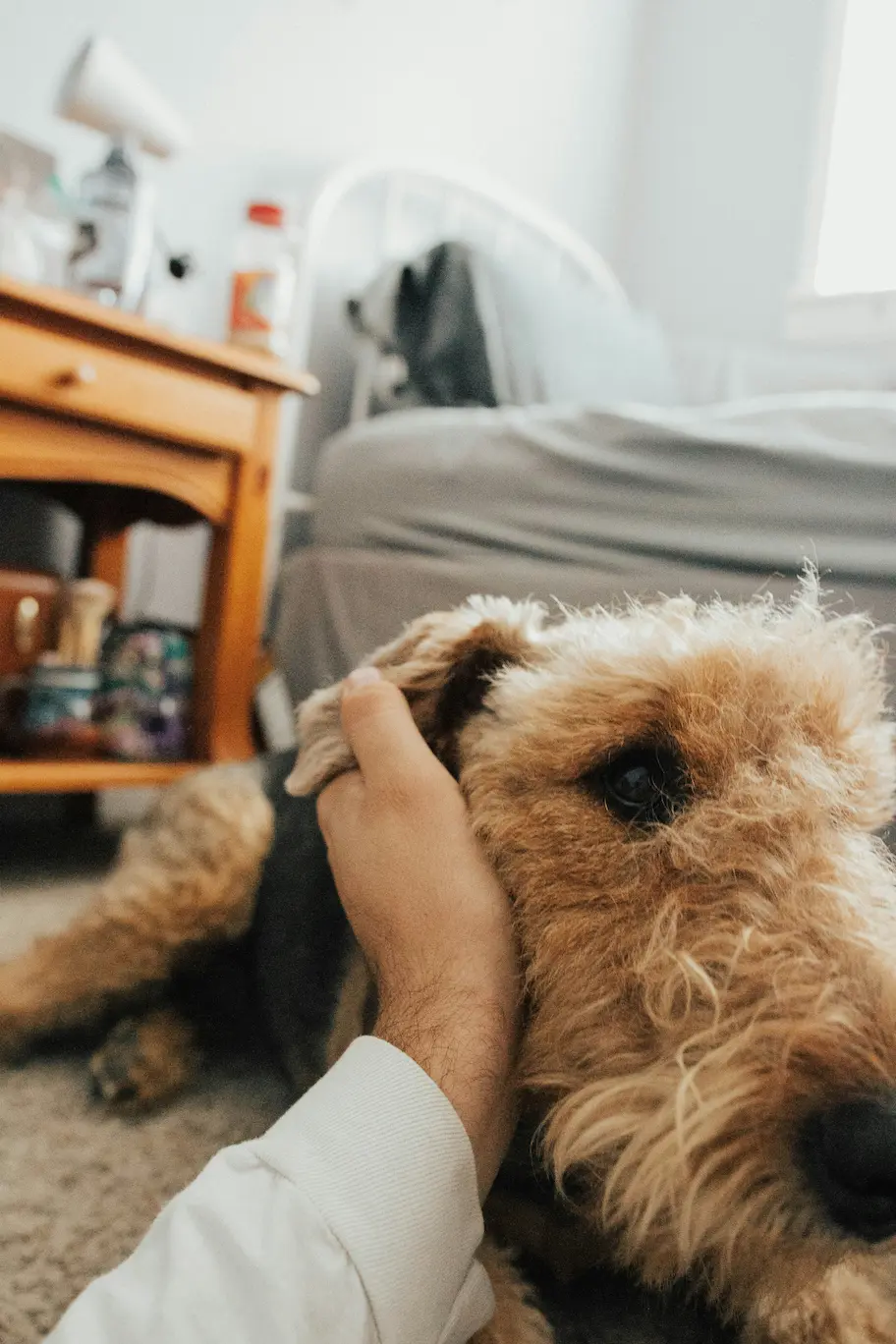 Dog Daily Grooming Checklist: Top 10 Tips for 2025 1 Dog Daily Grooming Checklist in Action